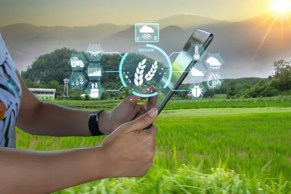 Ai smart farming agriculture concept. People holding smartphone tablet monitor and track agricultural produce through modern wireless networks. smart farming innovation, future 5G technology analyze.