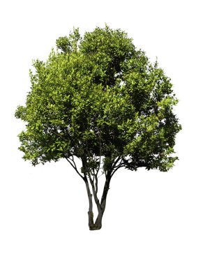 Kesme yolu olan beyaz arkaplanda izole edilmiş büyük ağaç. Tasarım, reklam ve mimari için kullanılan tropikal ağaçlar.