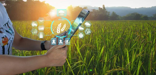 Ai smart farming agriculture concept. People holding smartphone tablet monitor and track agricultural produce through modern wireless networks. smart farming innovation, future 5G technology analyze.