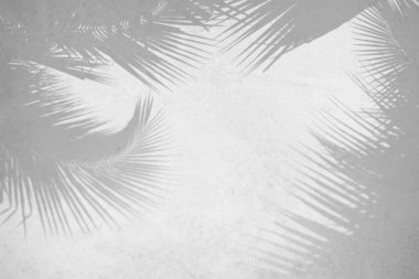 Beyaz beton duvardaki yaprakların bulanık gölgesi. Tropik doğal yaprakların şeffaf bulanık gölgesi güneş ışığı. Ürün sunumu için en az soyut arkaplan. Bahar ve yaz.