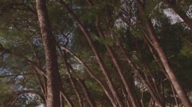 Kamera, ormandaki ağaçların tepelerini göstermek için geri çekiliyor.