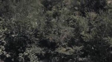İçinden dere akan kayalık bir bölge. Nehir ağaçlar ve çalılarla çevrilidir. Bu görüntünün doğal ve huzurlu bir havası var.