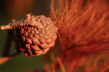 Resimde kurumuş ve sapı olan bir tohum gösteriliyor. Tohum kahverengidir ve aynı zamanda kahverengi bir sapı vardır. Tohum küçük ve biraz yıpranmış bir şekilde kurumuş.