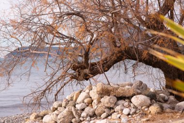 Bir ağaç dalı su kenarındaki kaya yığınına yaslanıyor. Sahne sakin ve huzurlu, su ve kayalar ağaçla kıyı arasında doğal bir bariyer oluşturuyor.