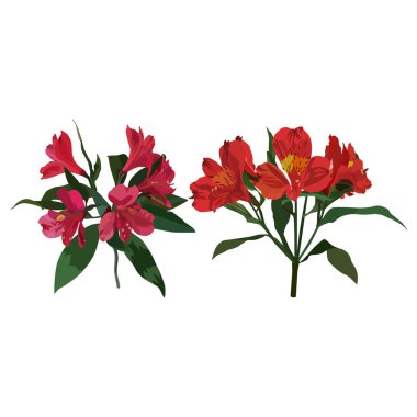 Alstroemeria kırmızı seti. Tropik çiçek, Peru zambağı, beyaz arkaplanda izole edilmiş vektör çizimi.