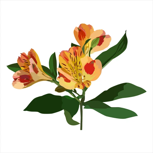Alstroemeria Tropické Květiny Krásné Peruánské Lilie Jihoamerické Rostliny Vektorové Ilustrace — Stockový vektor