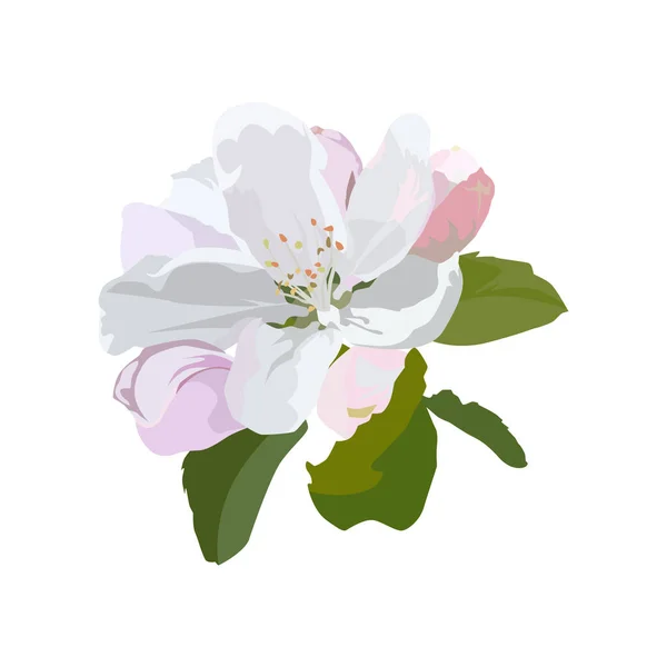 Apfelblüte Vektorillustration Isoliert Auf Weißem Hintergrund Schöne Apfelbaumblüten Blühende Frühlingsnatur — Stockvektor
