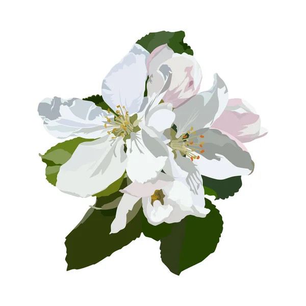 Apfelblüte Vektorillustration Isoliert Auf Weißem Hintergrund Schöne Apfelbaumblüten Blühende Frühlingsnatur — Stockvektor
