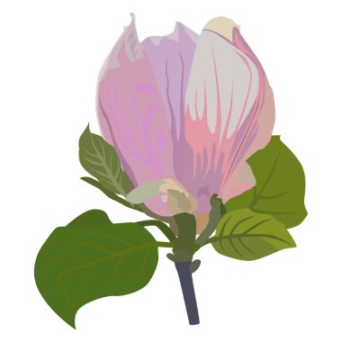 Güzel manolya ağacı çiçeği. Çiçekli bahar manolyası, vektör illüstrasyonu beyaz arkaplanda izole edildi.