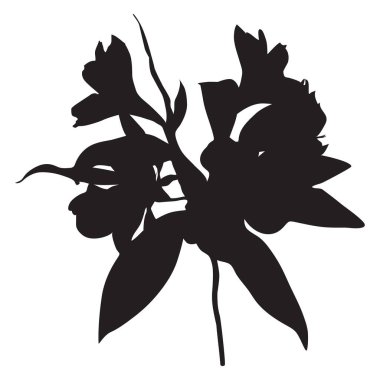 Alstroemeria siyah silueti. Peru zambağı tropikal çiçeği, beyaz arkaplanda izole edilmiş vektör çizimi.