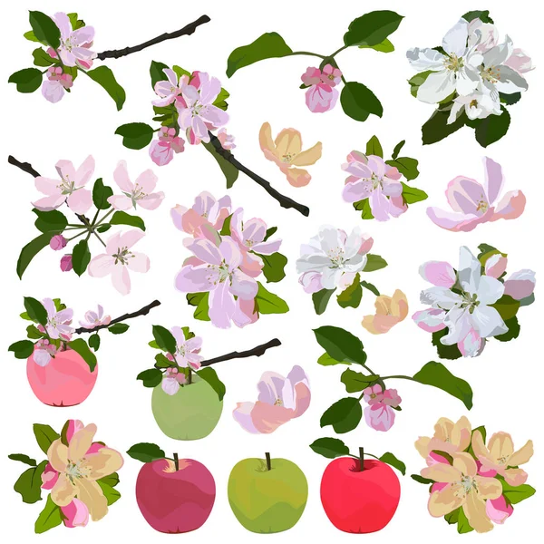 Elma Ağacı Çiçeği Meyve Seti Beyaz Arkaplanda Izole Edilmiş Vektör Telifsiz Stok Illüstrasyonlar