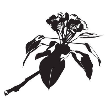 Armut çiçeği, vektör çizimi. Çiçekli armut dalı, çiçek açan bahar doğası..