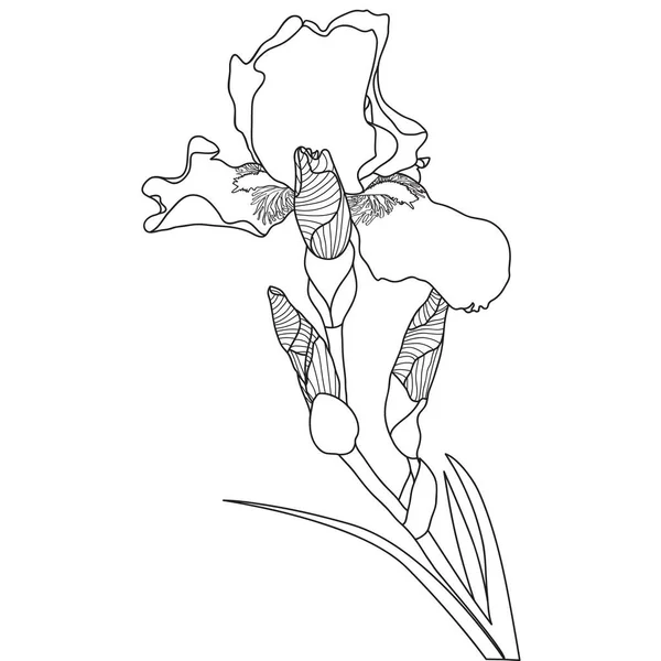 Line Art Duhovka Květ Bílém Pozadí Vektorové Ilustrace — Stockový vektor