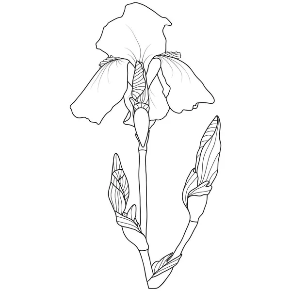 Linie Kunst Iris Blume Auf Weißem Hintergrund Vektorillustration — Stockvektor
