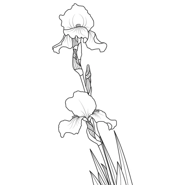 Ligne Art Iris Fleur Sur Fond Blanc Illustration Vectorielle — Image vectorielle