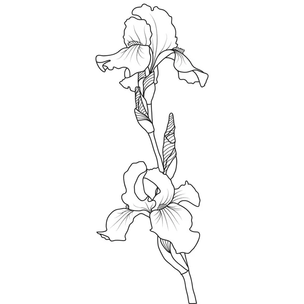 Linie Kunst Iris Blume Auf Weißem Hintergrund Vektorillustration — Stockvektor