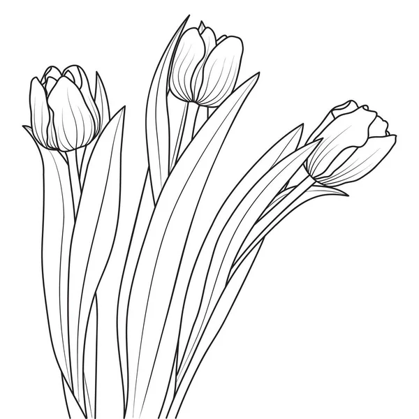 Flores Tulipán Arte Línea Ilustración Vectorial Aislada Sobre Fondo Blanco — Archivo Imágenes Vectoriales
