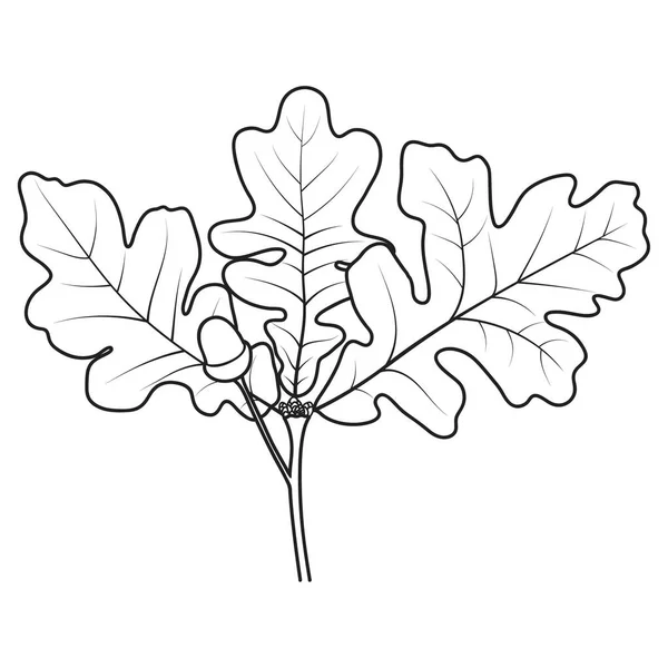 Oak Tree Twig Leaves Acorn Vector Illustration Isolate White Background — Stock Vector