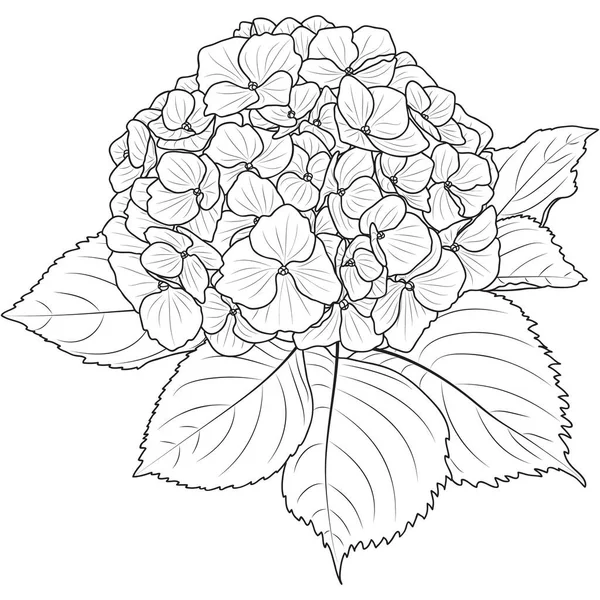 Hydrangea flower outline, botanical vector illustration isolated on white background. Line art blooming hydrangea coloring page.
