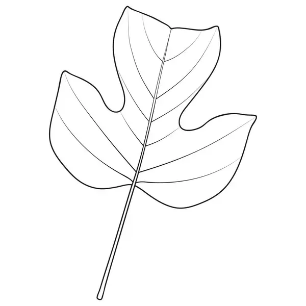 Lale Kavak Lale Ağacı Yaprağı Ana Hatları Vektör Botanik Çizimi Stok Illüstrasyon