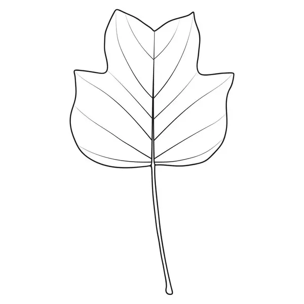 Lale Kavak Lale Ağacı Yaprağı Ana Hatları Vektör Botanik Çizimi Vektör Grafikler