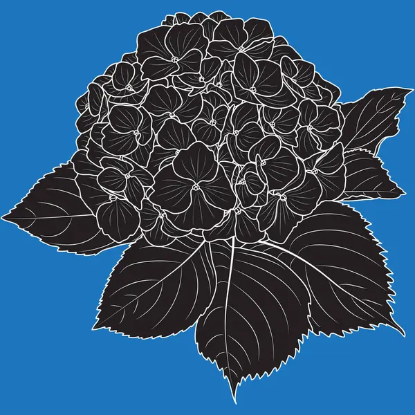Blooming hydrangea flower, botanical black and white vector illustration. Hydrangea outline, silhouette.