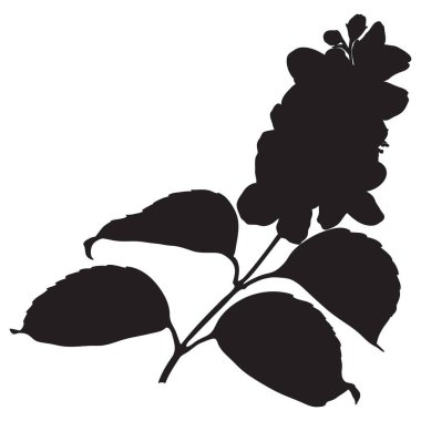 Çiçek açan bakire bakiresi veya yasemin dalı silueti, botanik vektör çizimi.