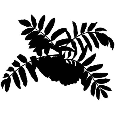 Çilekli ve yapraklı Rowan ağacı dalı, vektör çizimi. Rowanberry Dal Silueti.