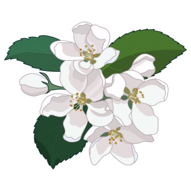 Elma çiçeği. Çiçekli meyve ağacı dalı, güzel bahar elması çiçekleri ve yaprakları, çiçekli botanik vektör çizimi..