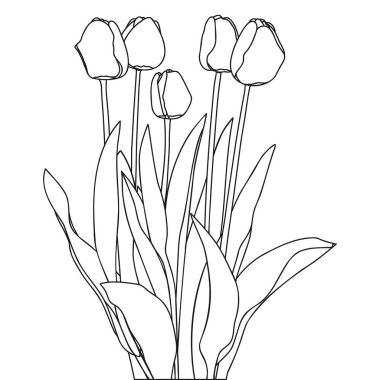 Çiçek açan lale çiçekleri. Bahar çiçekleri buket botanik vektör çizimi.