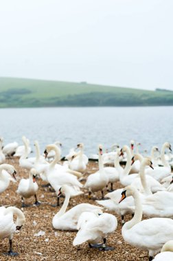 Abbotstbury Swannery, Dorset, İngiltere 'de beslenme saatinde kuğular.