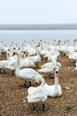 Abbotstbury Swannery, Dorset, İngiltere 'de beslenme saatinde kuğular.