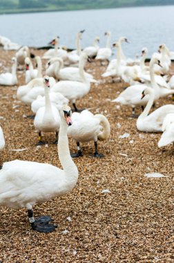 Swans at feeding time at Abbotstbury Swannery, Dorset, UK clipart