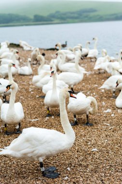 Abbotstbury Swannery, Dorset, İngiltere 'de beslenme saatinde kuğular.