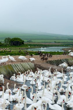 Abbotstbury Swannery, Dorset, İngiltere 'de beslenme saatinde kuğular.
