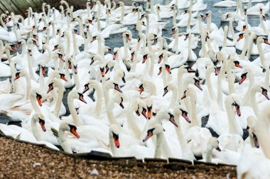 Abbotstbury Swannery, Dorset, İngiltere 'de beslenme saatinde kuğular.