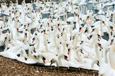 Abbotstbury Swannery, Dorset, İngiltere 'de beslenme saatinde kuğular.