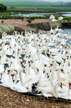 Abbotstbury Swannery, Dorset, İngiltere 'de beslenme saatinde kuğular.