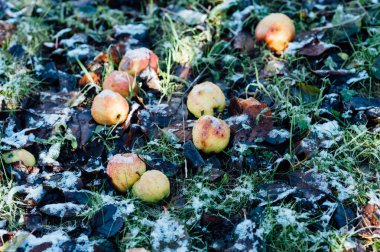 Yere düşen elmalar karla kaplı.