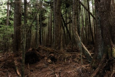 Beautiful Bay Trail 'deki Evergreen Ormanı Bere Point, Sointula, Malcolm Adası, British Columbia