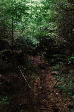 Beautiful Bay Trail 'deki Evergreen Ormanı Bere Point, Sointula, Malcolm Adası, British Columbia