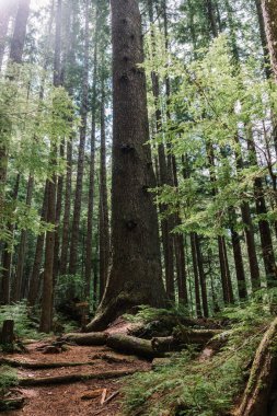 Beautiful Bay Trail 'deki Evergreen Ormanı Bere Point, Sointula, Malcolm Adası, British Columbia