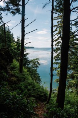 Beautiful Bay Trail 'deki Evergreen Ormanı Bere Point, Sointula, Malcolm Adası, British Columbia