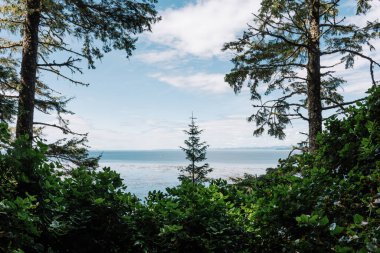 Beautiful Bay Trail 'deki Evergreen Ormanı Bere Point, Sointula, Malcolm Adası, British Columbia