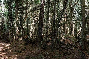 Evergreen forest on Beautiful Bay Trail at Bere Point, Sointula, Malcolm Island, British Columbia clipart