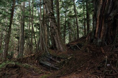 Beautiful Bay Trail 'deki Evergreen Ormanı Bere Point, Sointula, Malcolm Adası, British Columbia