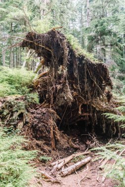 Beautiful Bay Trail 'deki Evergreen Ormanı Bere Point, Sointula, Malcolm Adası, British Columbia