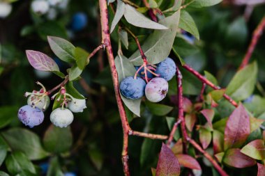 Böğürtlen çalılığında yetişen olgun yaban mersinlerine yakın.