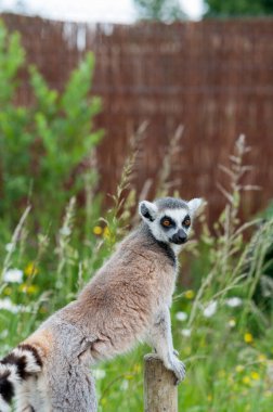 Bristol Hayvanat Bahçesinde halka kuyruklu lemurlar