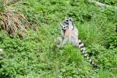 Ring-tailed lemurs at Bristol Zoo clipart